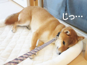 柴犬コマリ　イヤイヤさん