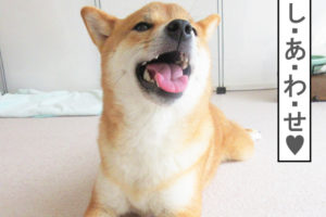 柴犬コマリ　笑顔