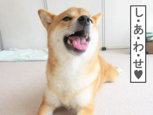 柴犬コマリ　笑顔