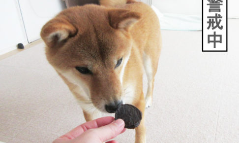 柴犬コマリ　まぐろチップ　おやつ