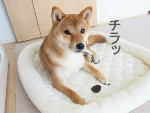 柴犬コマリ　おやつ　まぐろチップ