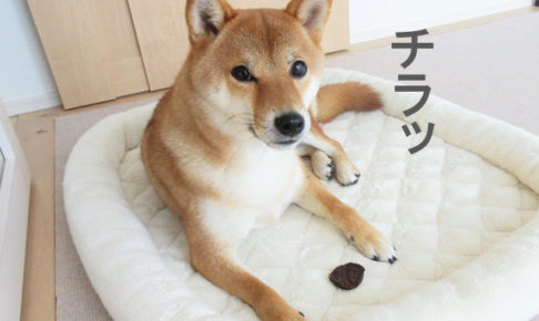 柴犬コマリ　おやつ　まぐろチップ