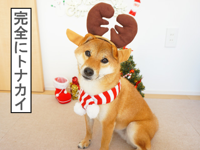柴犬コマリ　クリスマス