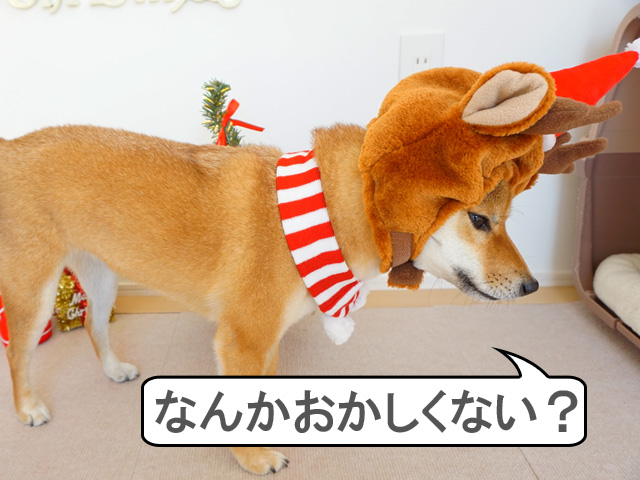 柴犬コマリ　クリスマス
