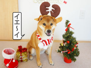 柴犬コマリ　クリスマス