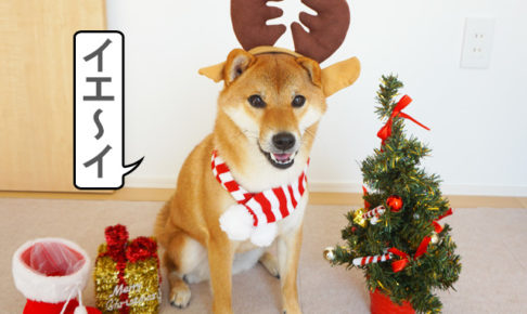 柴犬コマリ　クリスマス