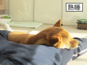 柴犬コマリ　アゴ乗せ　キュン死