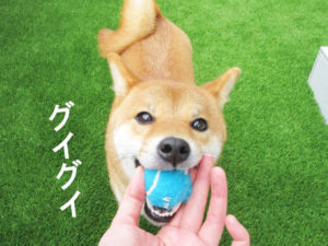 柴犬コマリ　ifetch