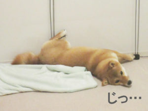 柴犬　ユカペットEX