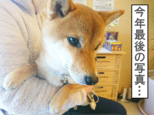 柴犬コマリ　風邪　病院