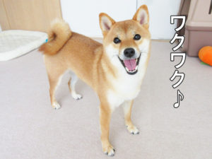 柴犬コマリ　キャンディケーン
