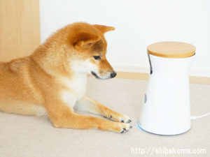 柴犬コマリ　ファーボ　Furbo