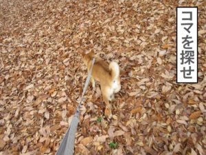 柴犬コマリ　落ち葉