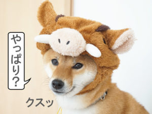 柴犬コマリ　イノシシ