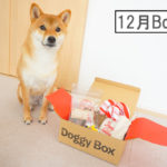 柴犬コマリ doggybox ドギーボックス