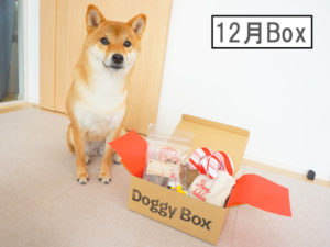 柴犬コマリ doggybox ドギーボックス
