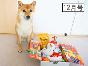 柴犬コマリ　PECOBOX