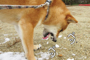 柴犬コマリ　雪