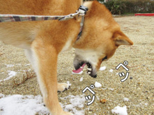 柴犬コマリ　雪