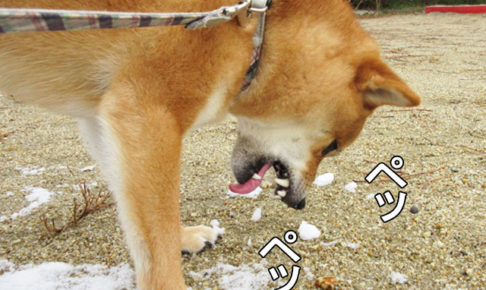 柴犬コマリ　雪