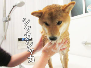 柴犬コマリ　家　シャンプー