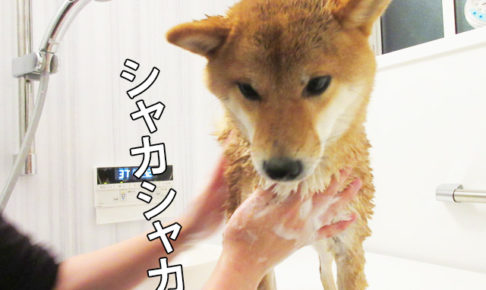 柴犬コマリ　家　シャンプー