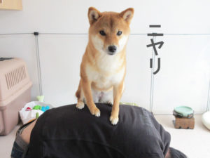 柴犬コマリ　上下関係