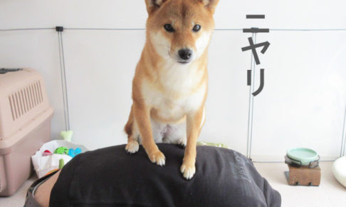 柴犬コマリ　上下関係