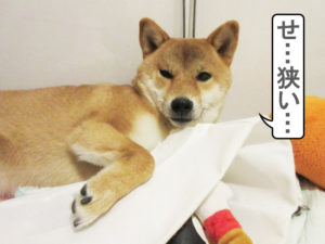 柴犬コマリ　ブサ顔