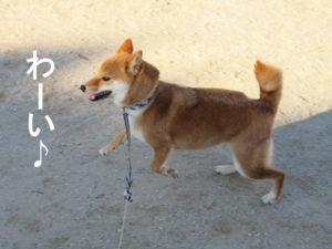 柴犬コマリ　ロングリード