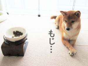 柴犬コマリ　ドッグフード