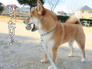 柴犬コマリ　石