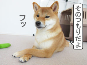 柴犬コマリ　社長