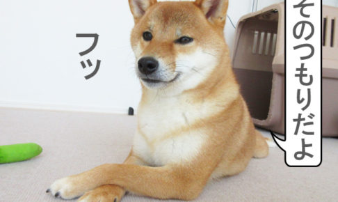 柴犬コマリ　社長