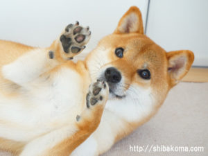 柴犬コマリの画像