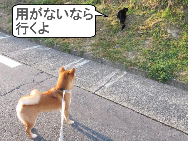 柴犬　黒猫