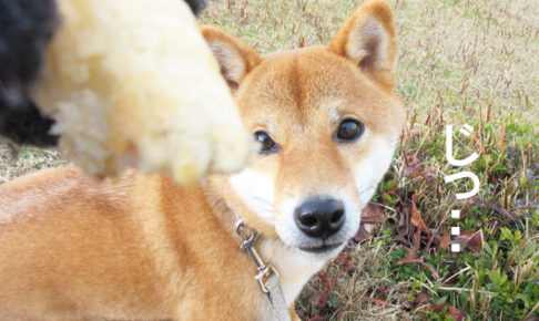 柴犬コマリ　パン