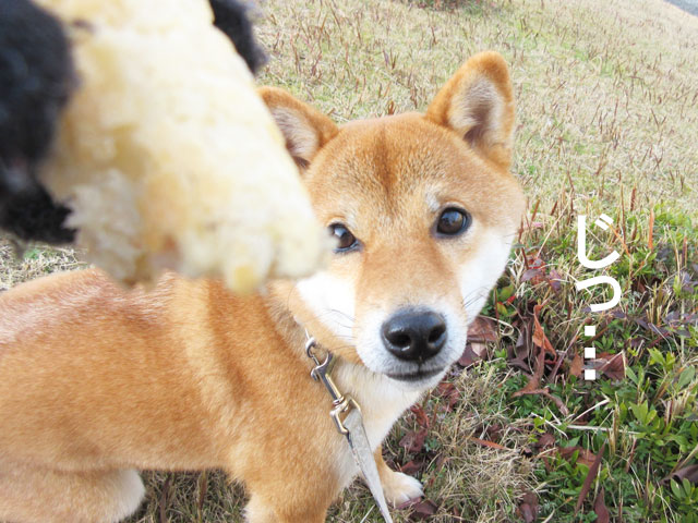 柴犬コマリ　パン