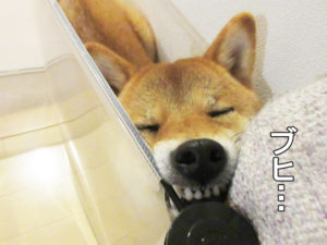 柴犬コマリ　ブヒ