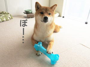 柴犬コマリ　眠気