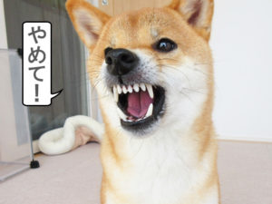 柴犬コマリ　激おこ