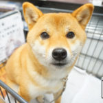 柴犬コマリ　カインズ　ペットカート