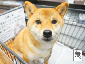 柴犬コマリ　カインズ　ペットカート