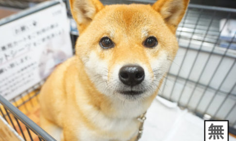 柴犬コマリ　カインズ　ペットカート