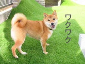 柴犬コマリ　ifetch