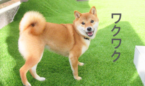 柴犬コマリ　ifetch