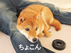 柴犬コマリ　顎乗せ