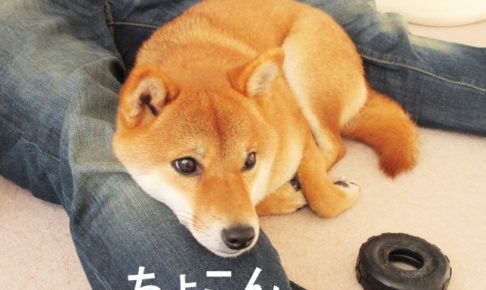 柴犬コマリ　顎乗せ