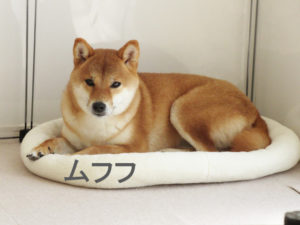 柴犬コマリ　風邪