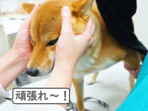 柴犬コマリ　爪切り